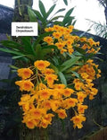 Dendrobium Chrysotoxum  Species Orchid Plant