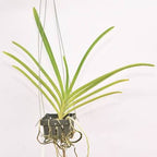 Vanda Tristar Blue x Venchla Orchid Plant
