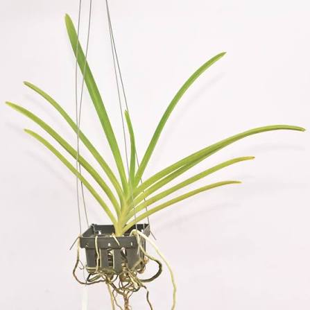 Vanda Tristar Blue x Venchla Orchid Plant