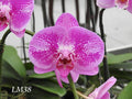 Phalaenopsis Charming Fairy Orchid Plant