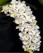 Rhynchostylis gigantea White Orchid Plant