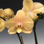 Phalaenopsis Lottery Prince Orchid Plant