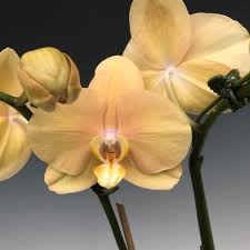 Phalaenopsis Lottery Prince Orchid Plant