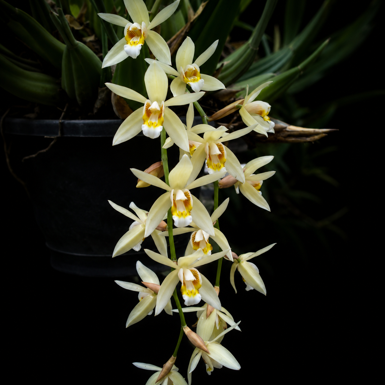 Coelogyne Flaccida Orchid Plant