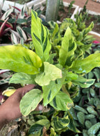 Calathea Yellow Fusion Indoor Plant