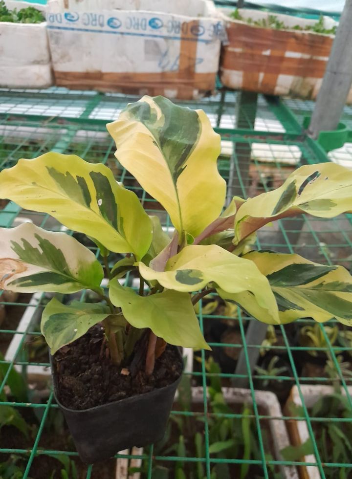 Calathea Yellow Fusion Indoor Plant