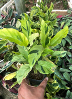 Sansevieria Indoor Plants 5 Varieties Combo