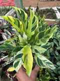 Calathea Yellow Fusion Indoor Plant
