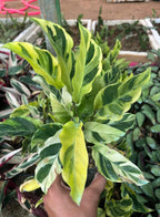 Calathea Yellow Fusion Indoor Plant