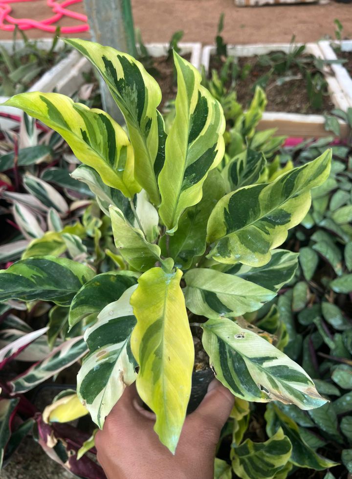 Calathea Yellow Fusion Indoor Plant