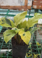 Sansevieria Indoor Plants 5 Varieties Combo