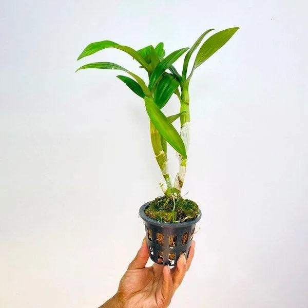 Dendrobiom Burana Pink Polar Queen Hybrid Orchid Plant