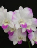 Dendrobiom Airy Diamond Hybrid Orchid Plant