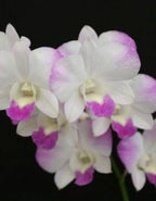 Dendrobiom Airy Diamond Hybrid Orchid Plant