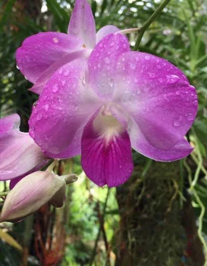 Dendrobium Big Pink Surprise Hybrid Orchid Plant