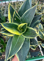 Sansevieria Jade Dwarf Marginata Indoor Plant