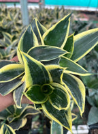 Sansevieria Jade Dwarf Marginata Indoor Plant