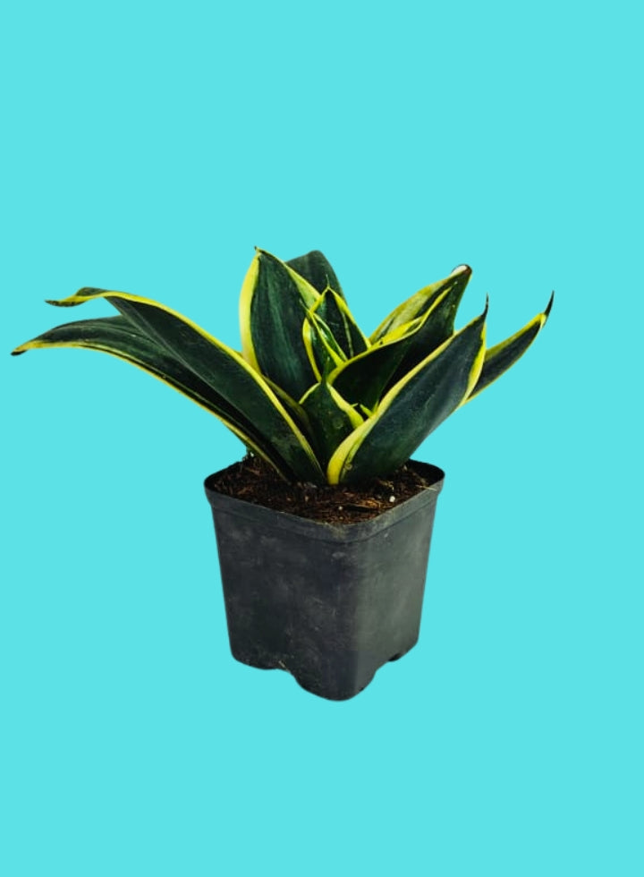Sansevieria Jade Dwarf Marginata Indoor Plant