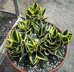 Sansevieria Jade Dwarf Marginata Indoor Plant