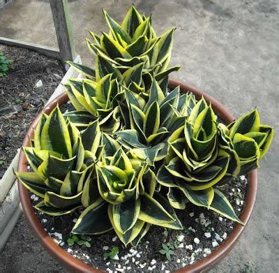 Sansevieria Jade Dwarf Marginata Indoor Plant