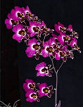 Tolumnia Christ Moon Orchid Plant