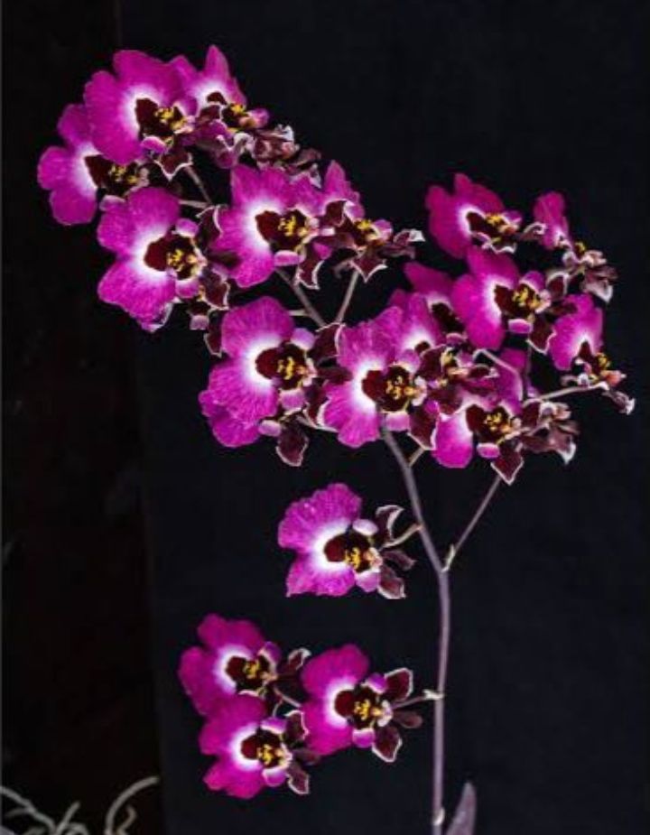 Tolumnia Christ Moon Orchid Plant
