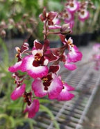 Tolumnia Christ Moon Orchid Plant