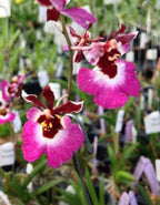 Tolumnia Christ Moon Orchid Plant