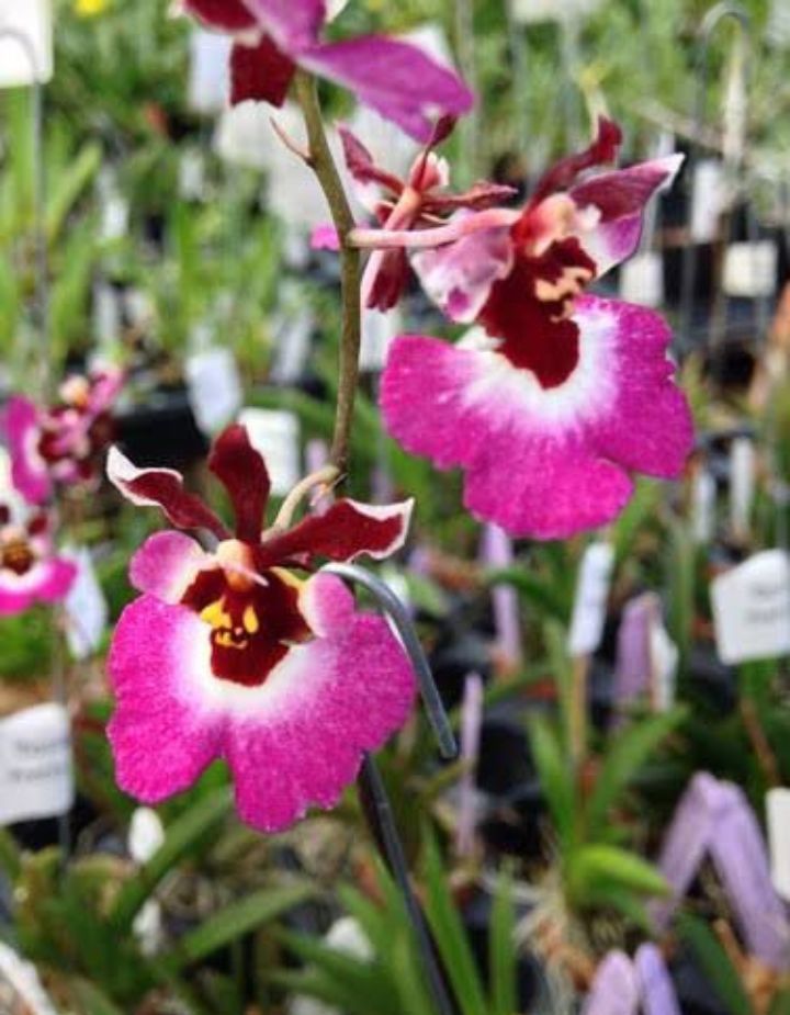 Tolumnia Christ Moon Orchid Plant