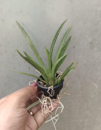 Tolumnia Christ Moon Orchid Plant