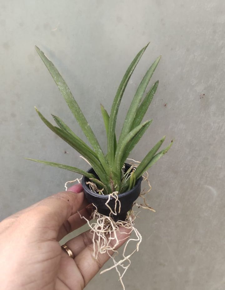 Tolumnia Christ Moon Orchid Plant