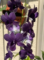 Dendrobium Sakada Blue  Hybrid Orchid Plant