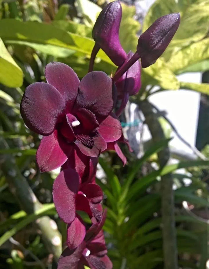 Dendrobiom Airy Crimson Hybrid Orchid Plant