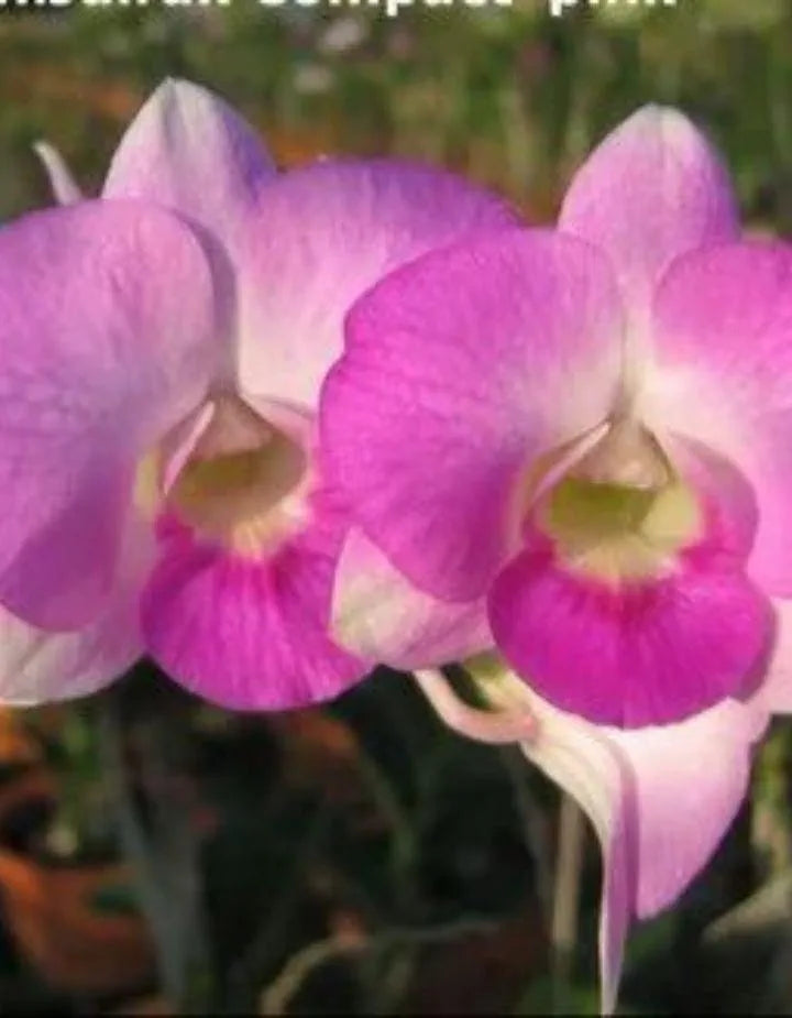 Dendrobium Big Pink Surprise Hybrid Orchid Plant
