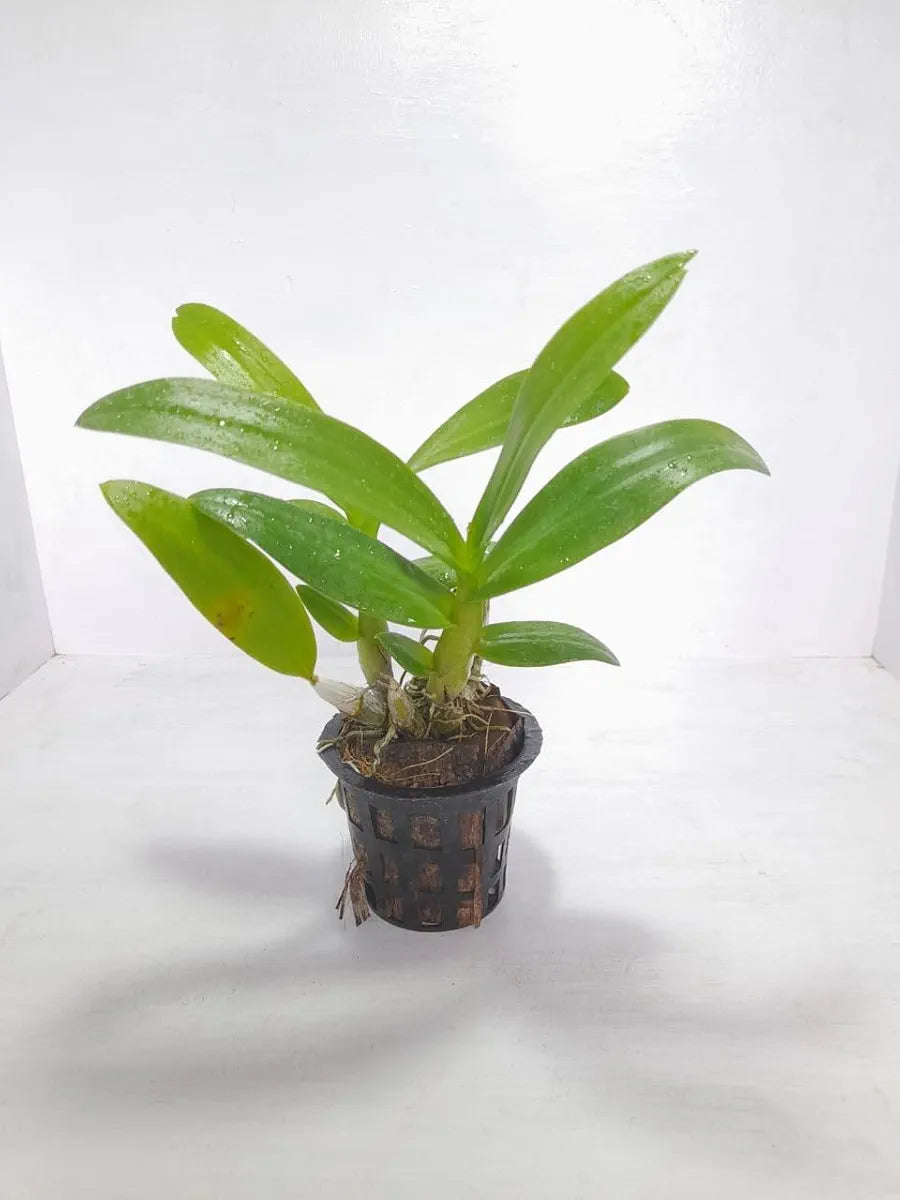 Dendrobiom Airway Blue Hybrid Orchid Plant
