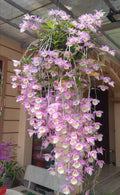 Dendrobium Aphyllum Orchid Plant