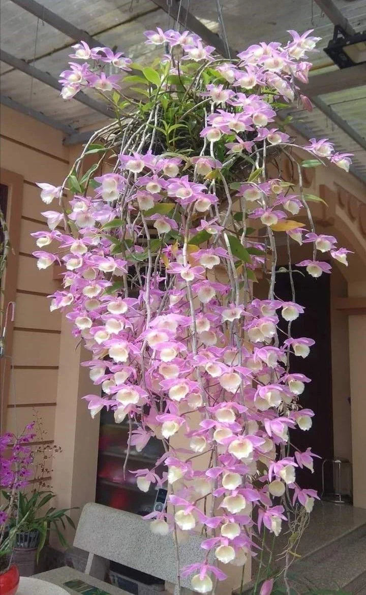 Dendrobium Aphyllum Orchid Plant