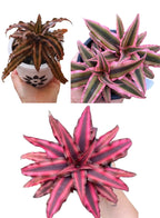 Cryptanthus Combo of 3 Plants