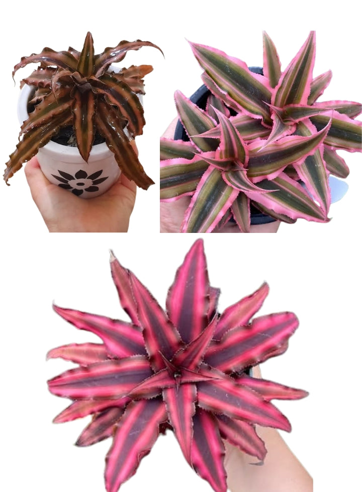 Cryptanthus Combo of 3 Plants