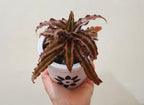 Cryptanthus Combo of 3 Plants