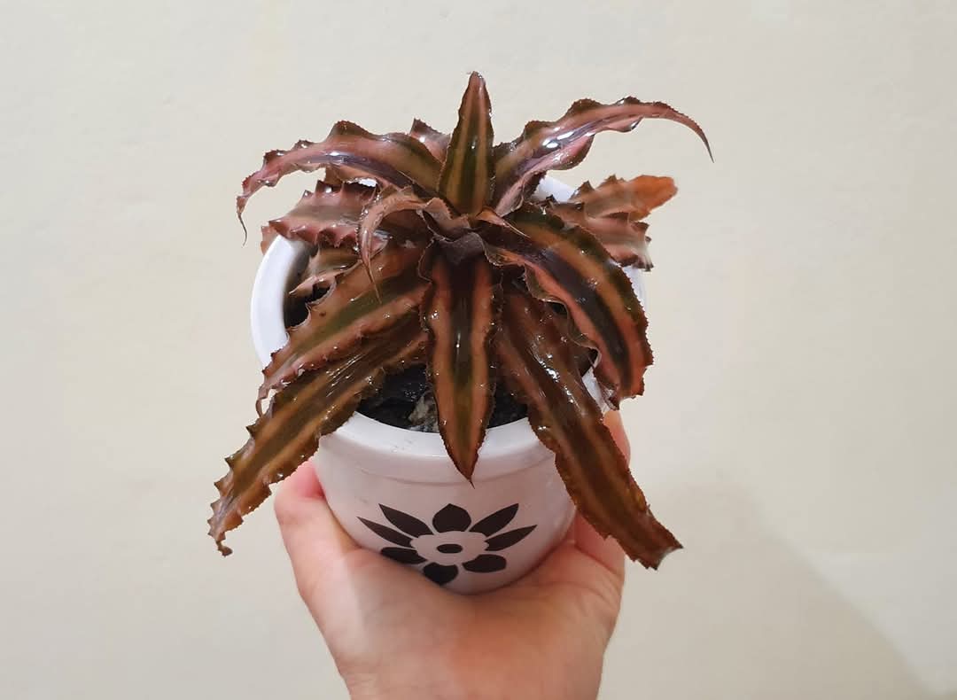 Cryptanthus Combo of 3 Plants