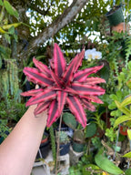 Cryptanthus Combo of 3 Plants