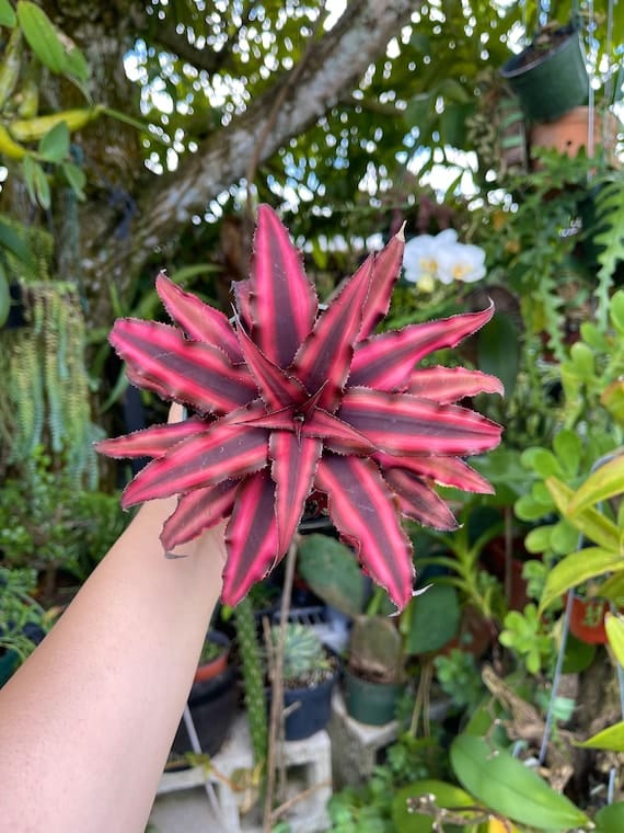 Cryptanthus Combo of 3 Plants