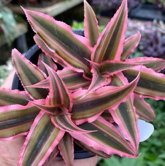 Cryptanthus Combo of 3 Plants