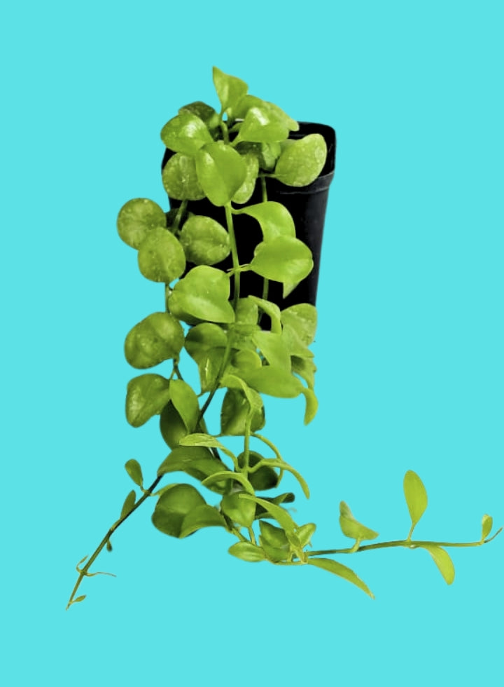 Hoya Dischidia Plant
