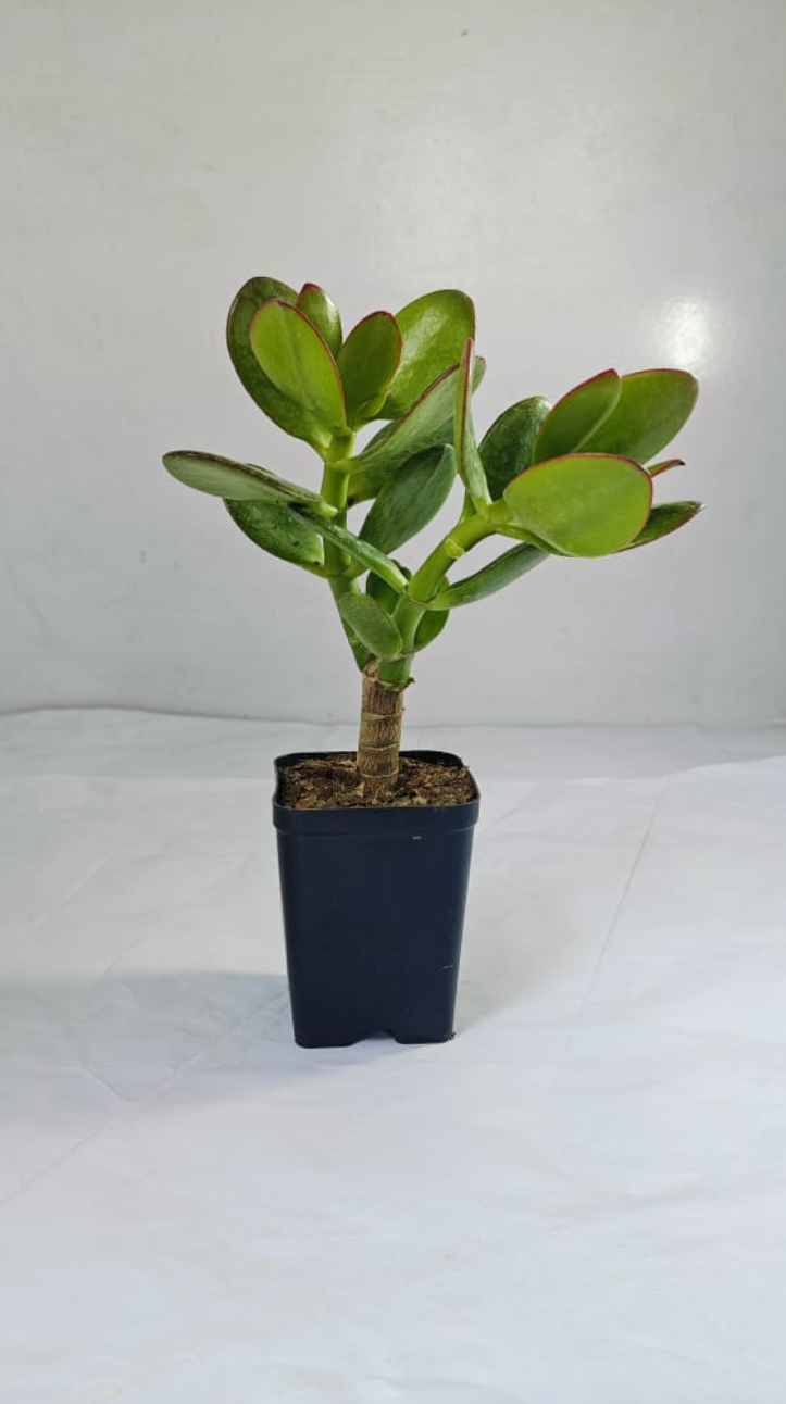 Crasula Ovata Jade Plant