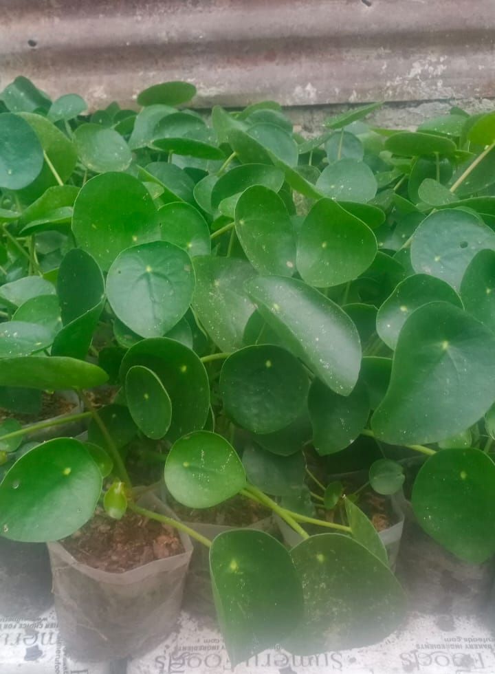 Rare Chinese Money Plant