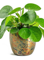 Rare Chinese Money Plant