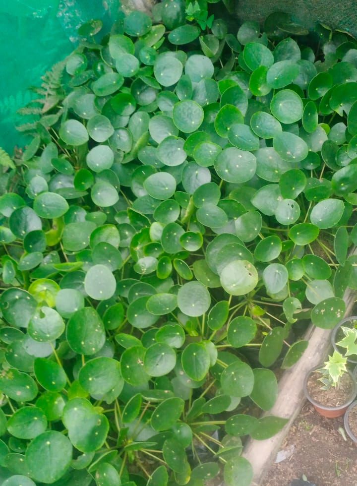 Rare Chinese Money Plant