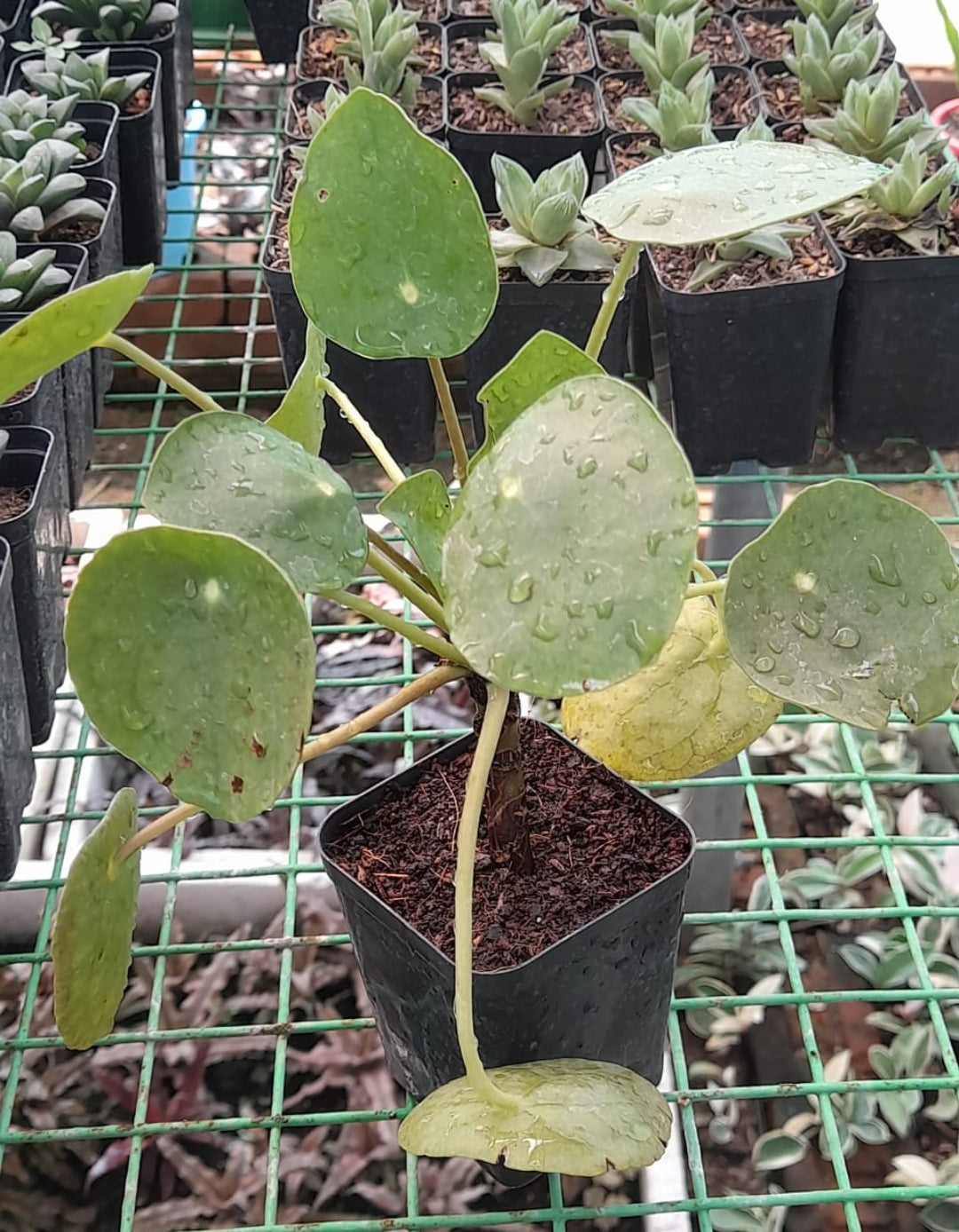 Rare Chinese Money Plant